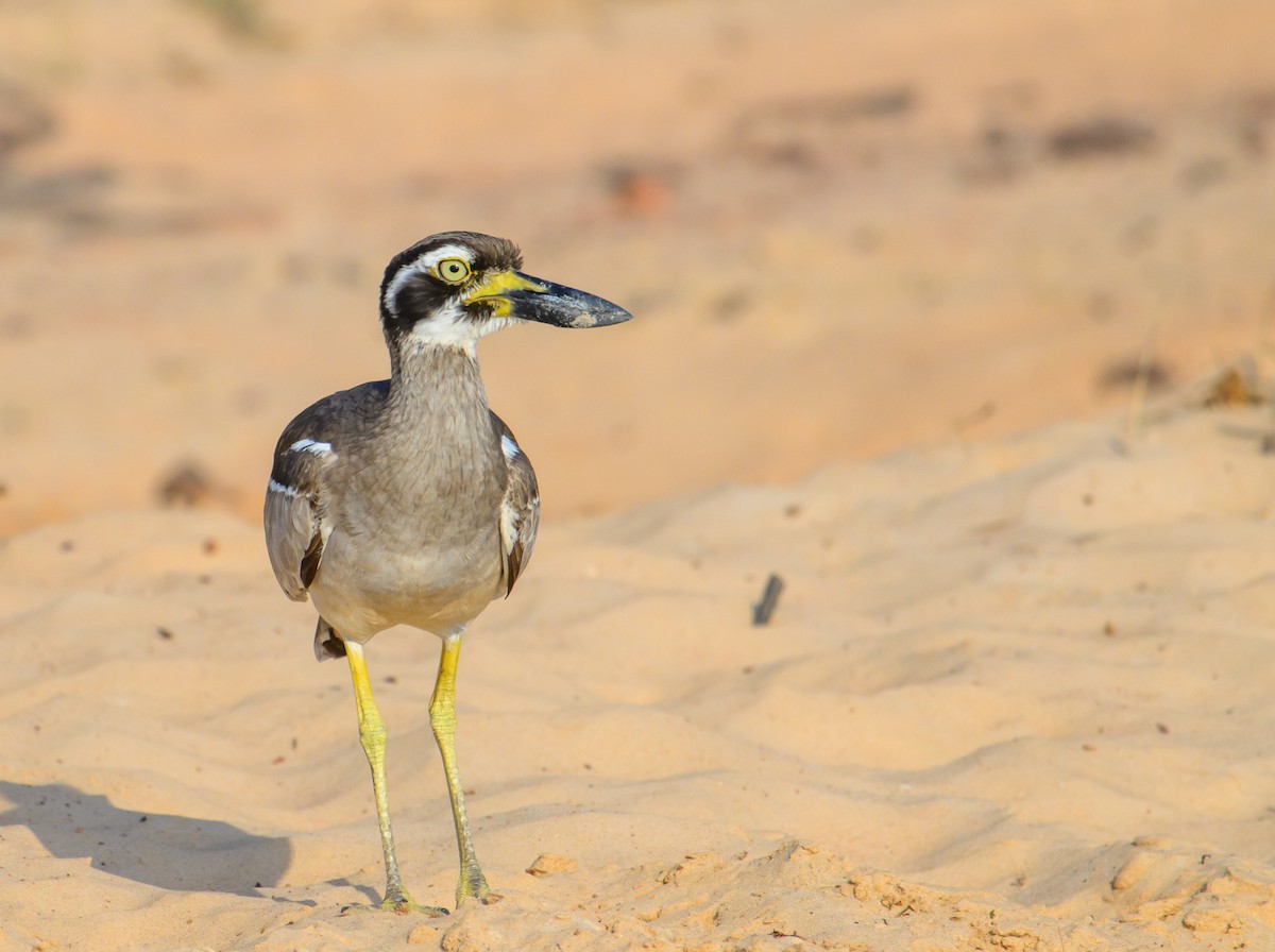 Beach Thick-knee - Mark Lethlean