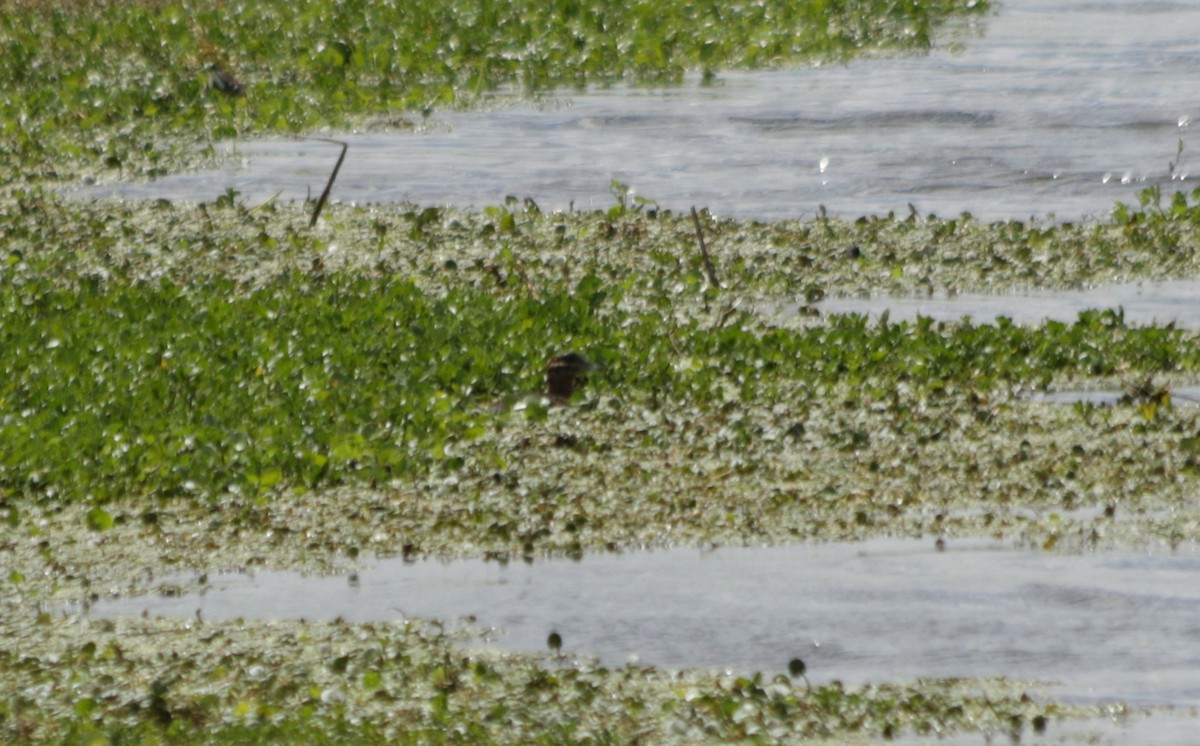 Masked Duck - ML609958527