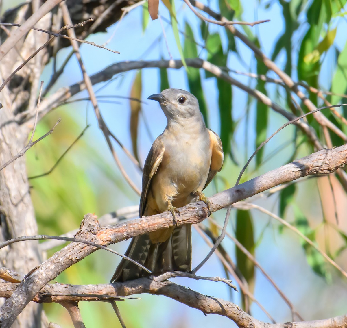 Brush Cuckoo - Mark Lethlean