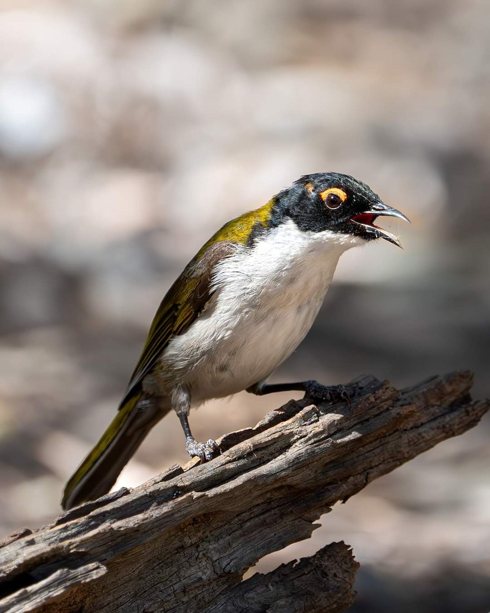 White-naped Honeyeater - Bernadett Kery