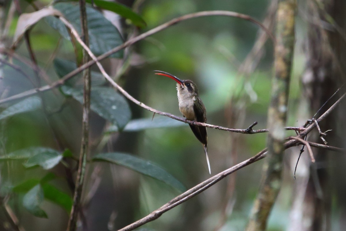 kolibřík dlouhozobý (ssp. margarettae) - ML609958582