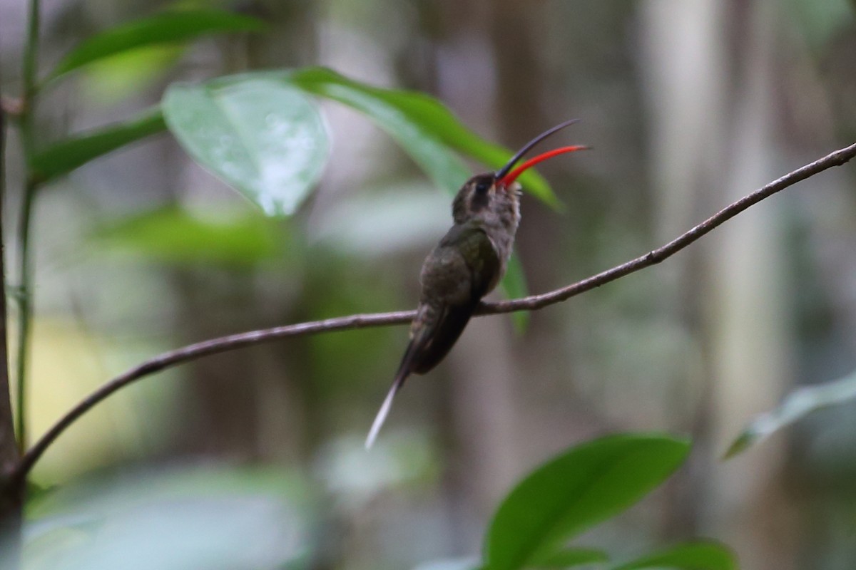 Great-billed Hermit (Margaretta's) - ML609958583