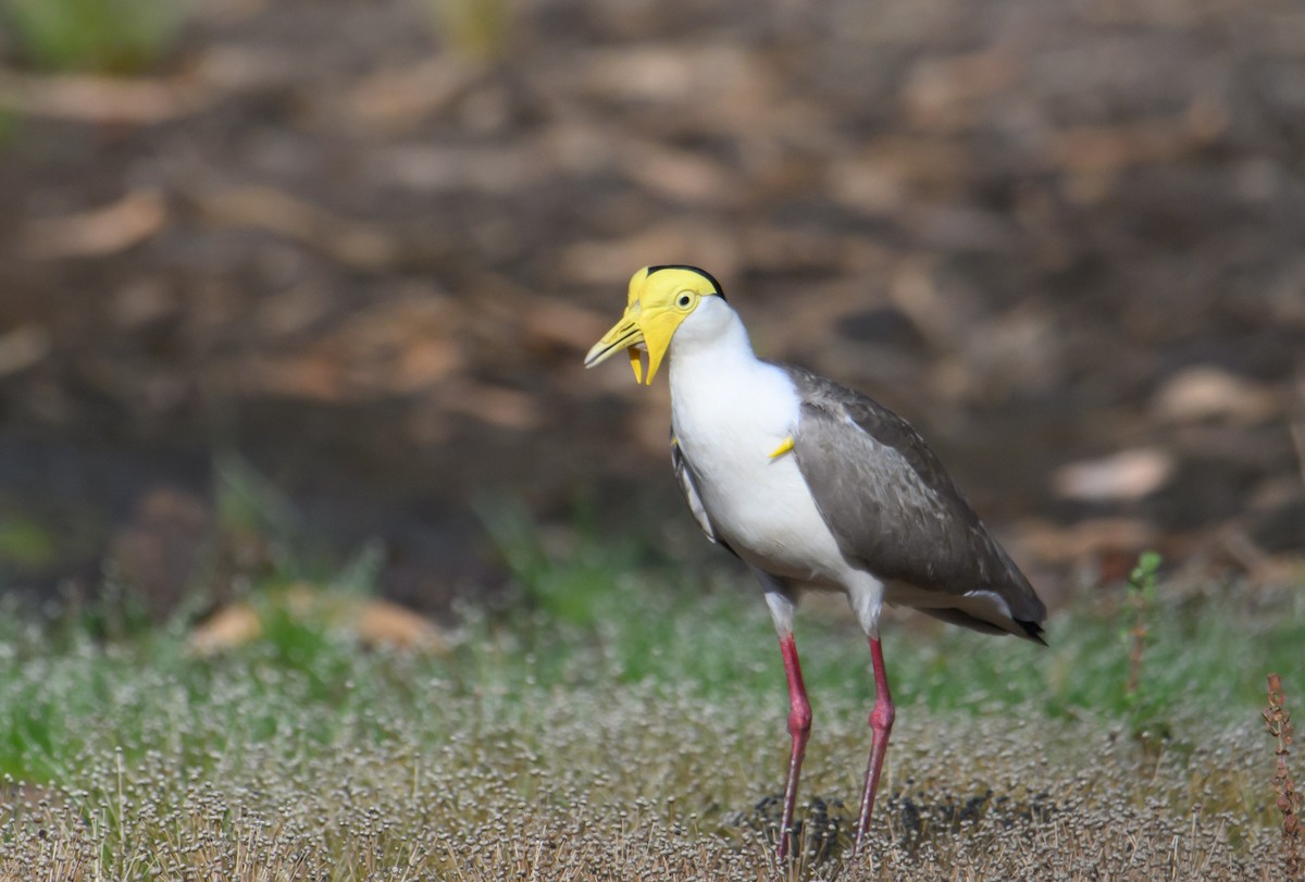 Masked Lapwing - ML609958699