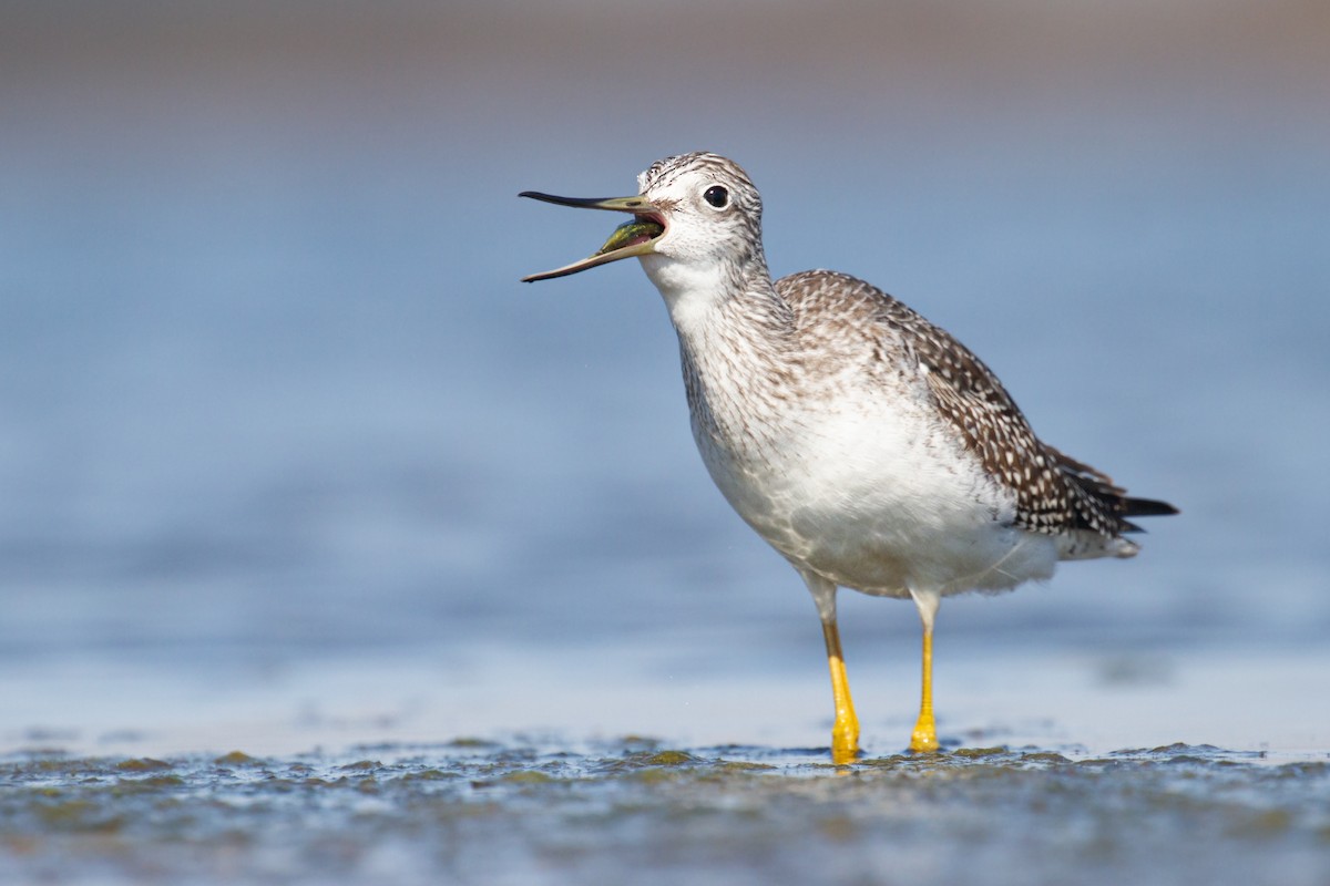 Greater Yellowlegs - ML609958751