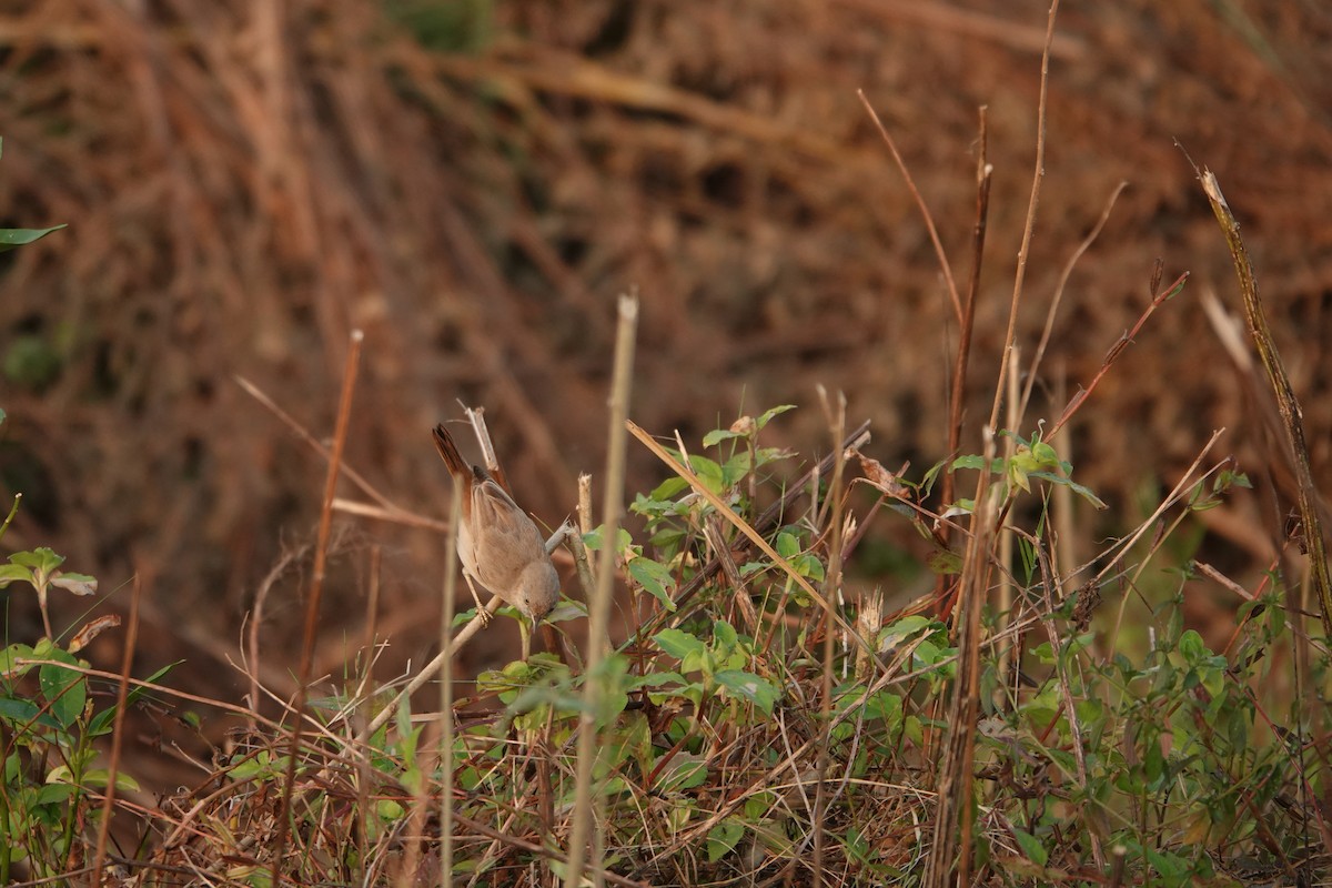 Asian Desert Warbler - Harsha Jayaramaiah