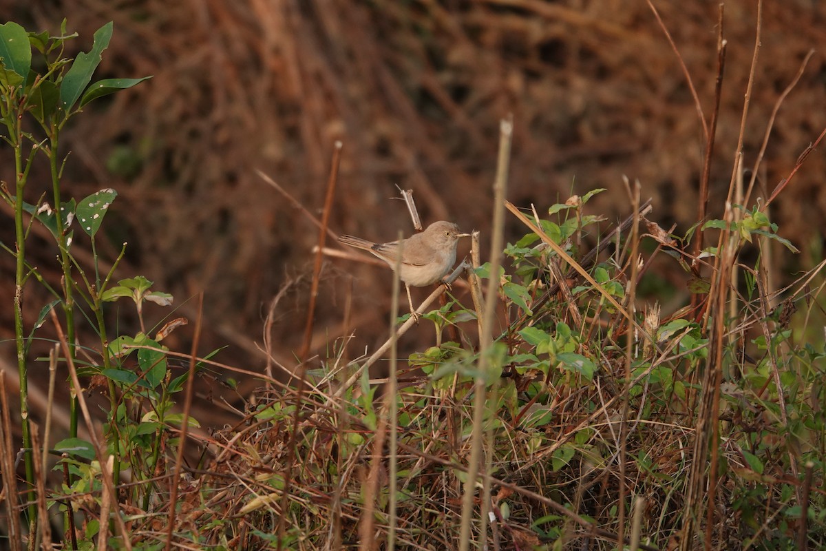 Asian Desert Warbler - Harsha Jayaramaiah