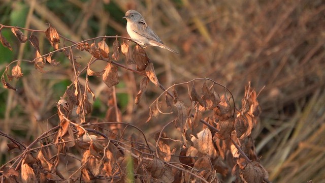 Asian Desert Warbler - ML609958862