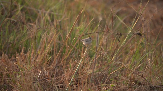 Asian Desert Warbler - ML609958864