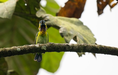 Photos - Yellow-eared Barbet - Psilopogon australis - Birds of the