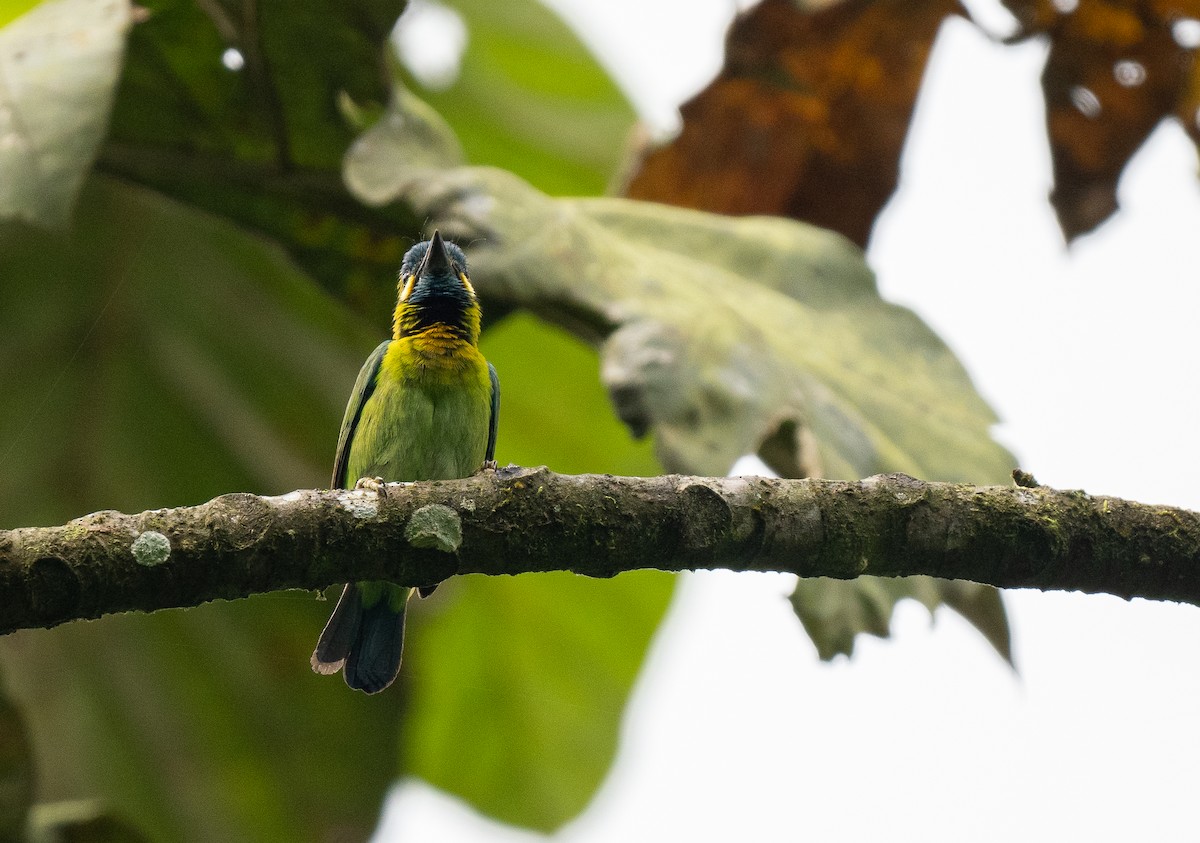 Yellow-eared Barbet - Forest Botial-Jarvis