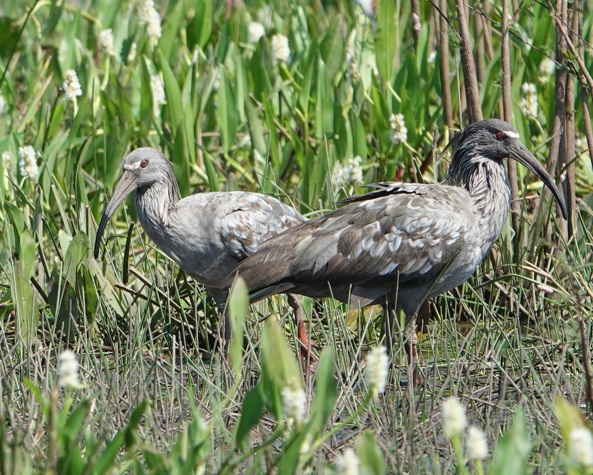 ibis běločelý - ML609958952