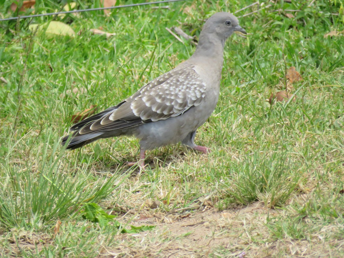 Spot-winged Pigeon - ML609959009