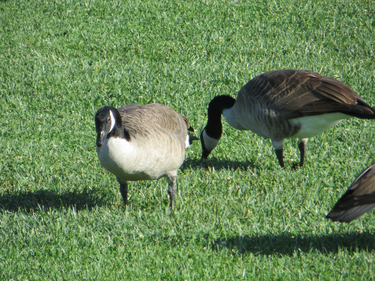 Canada Goose - ML609959053