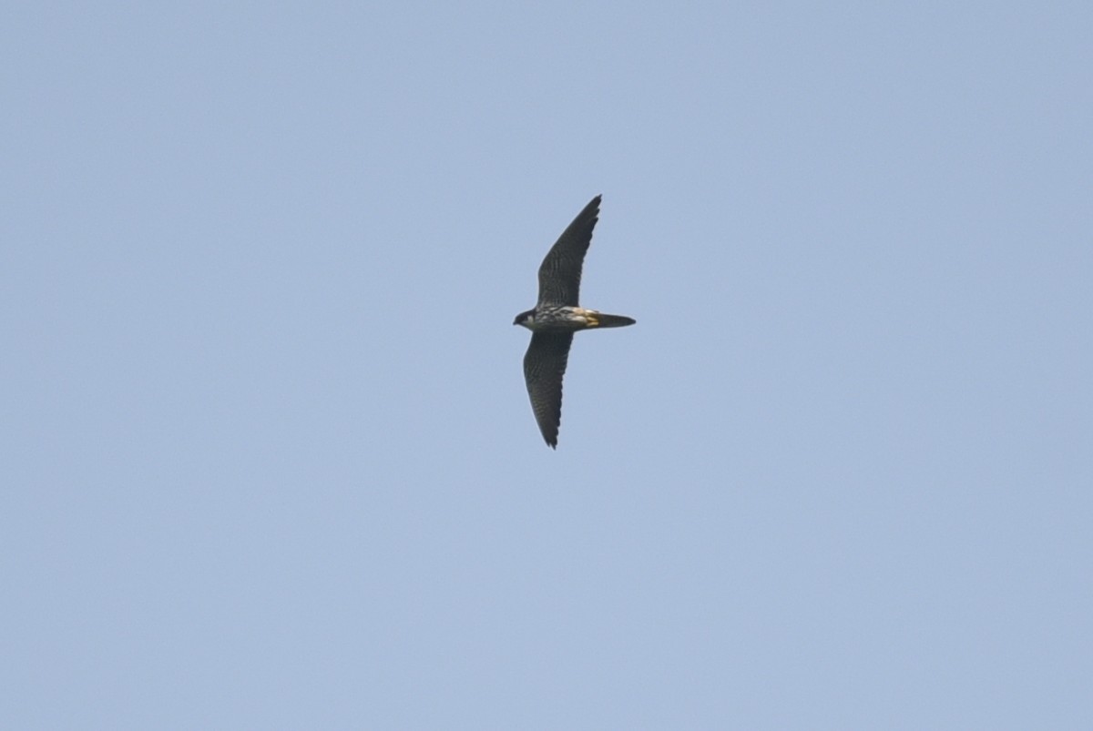 Eurasian Hobby - ML609959090