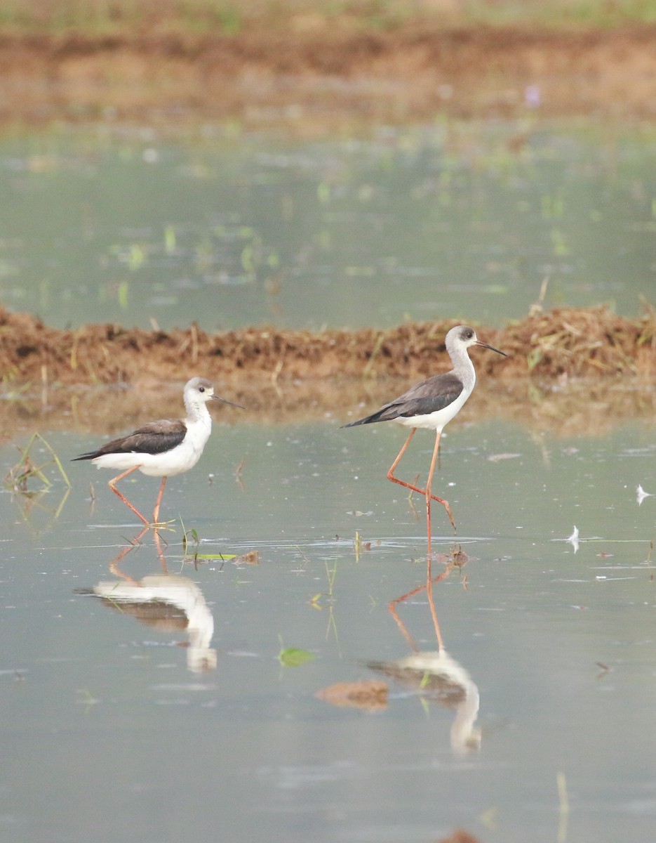 Black-winged Stilt - ML609959091