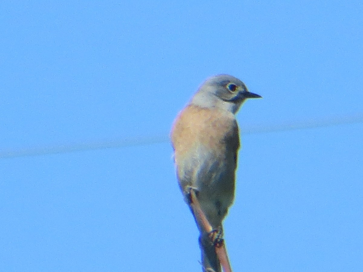 Western Bluebird - ML609959110