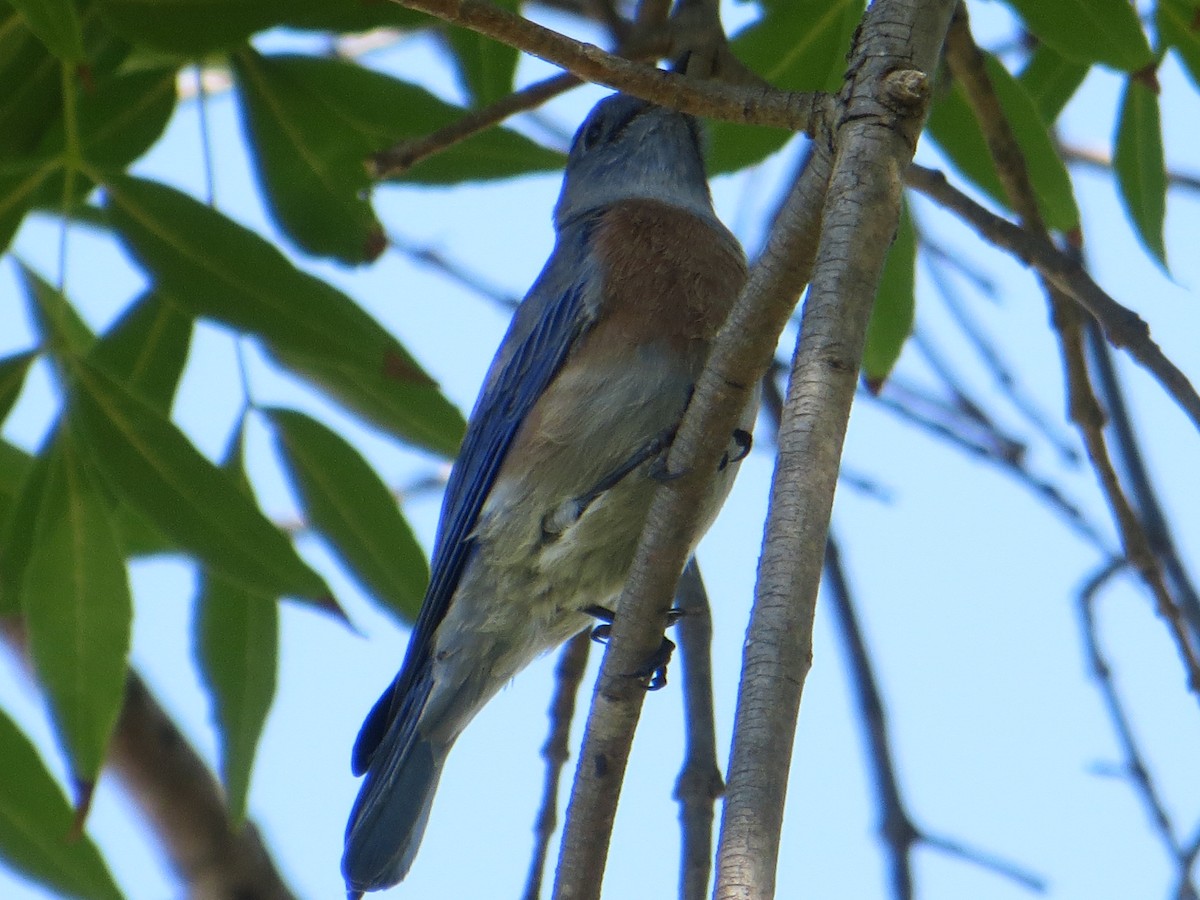 Western Bluebird - ML609959114