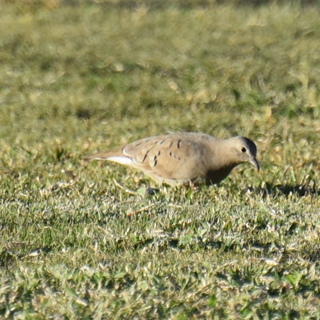 Ruddy Ground Dove - ML609959152