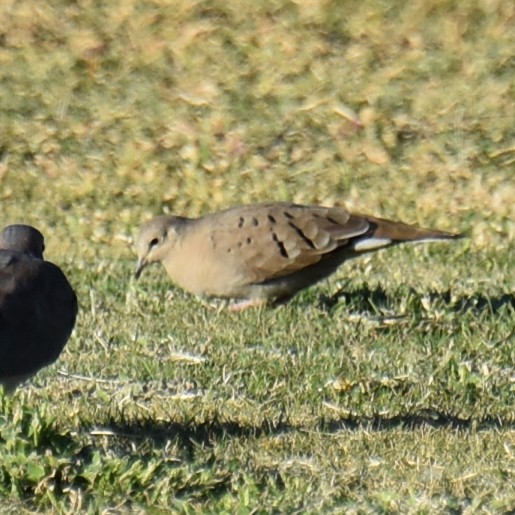 Ruddy Ground Dove - ML609959153