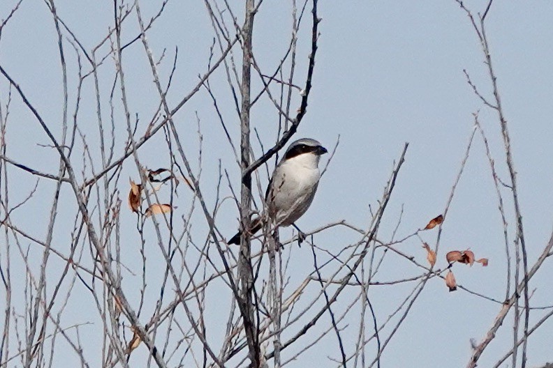 Loggerhead Shrike - ML609959267