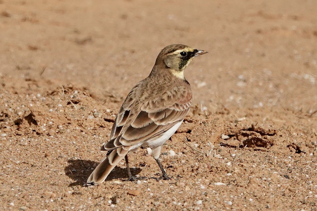 Horned Lark - Susan Goodrich