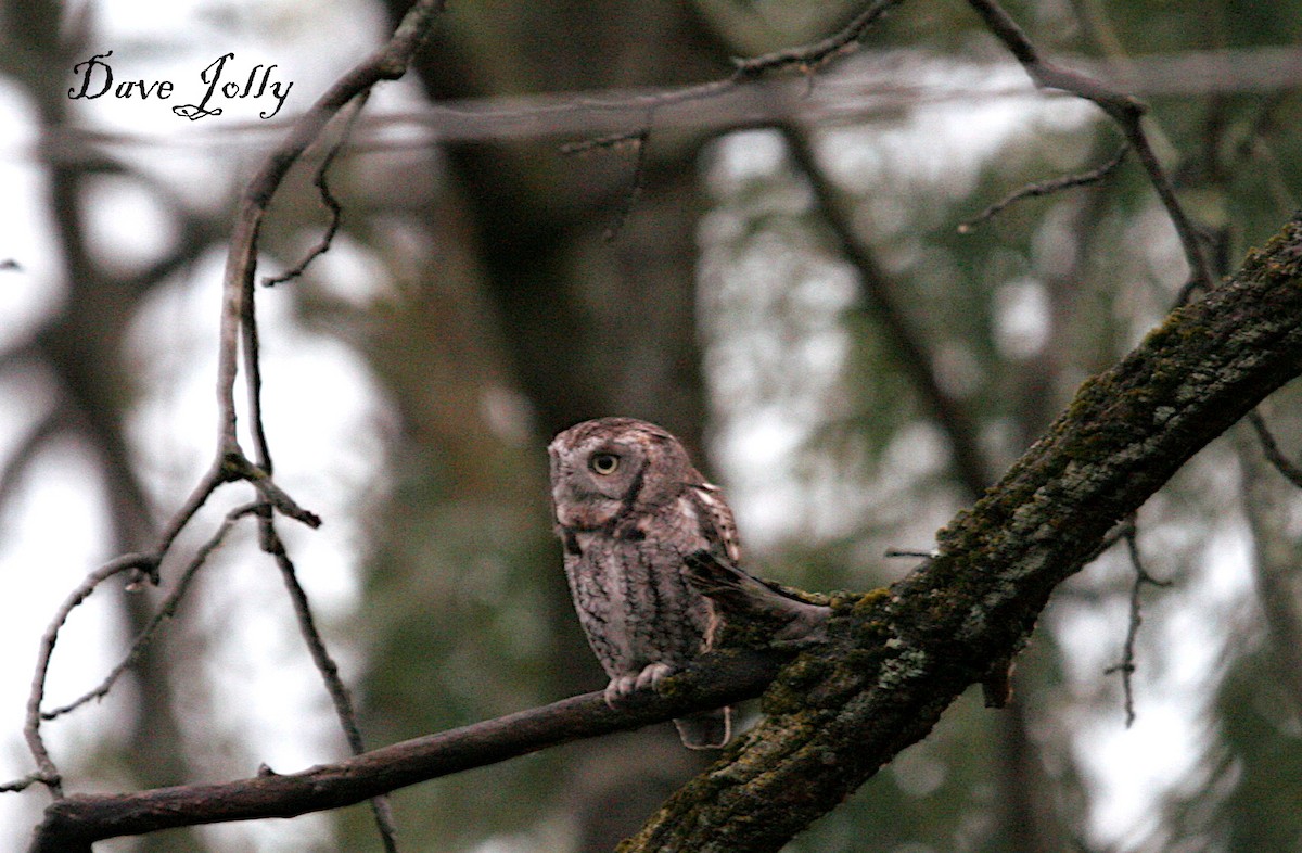 Eastern Screech-Owl - ML609959274