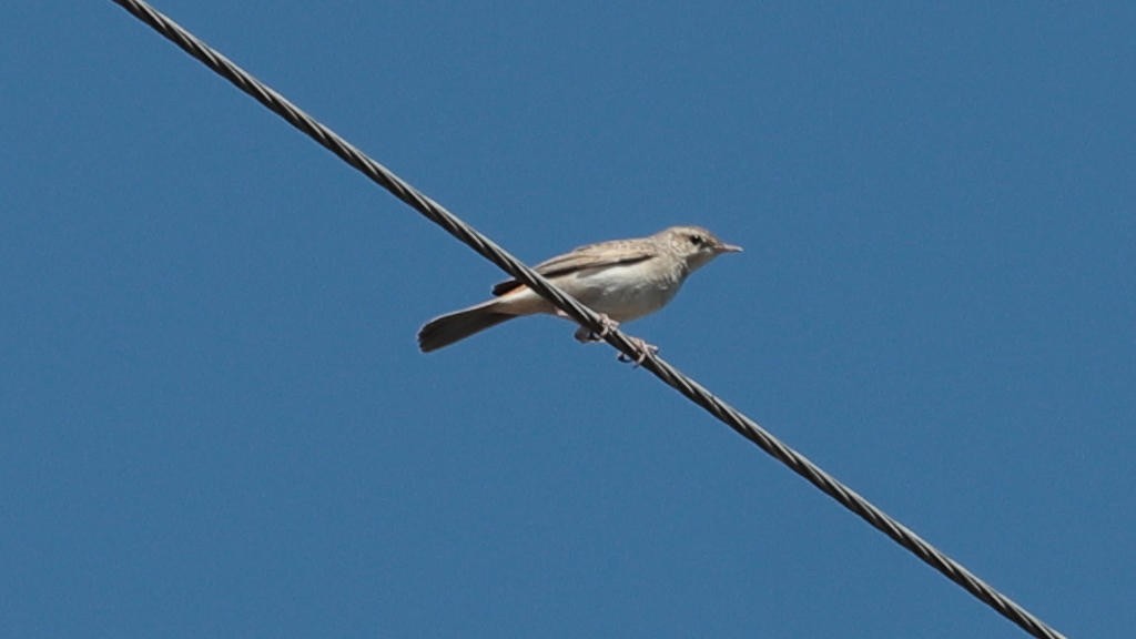 Rufous Songlark - ML609959300