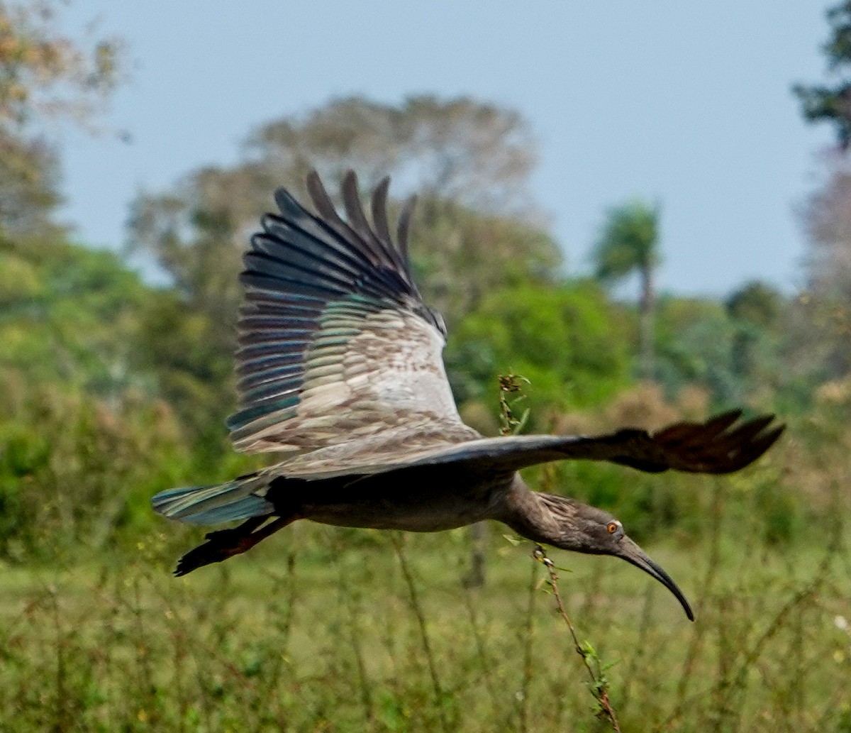 ibis běločelý - ML609959327