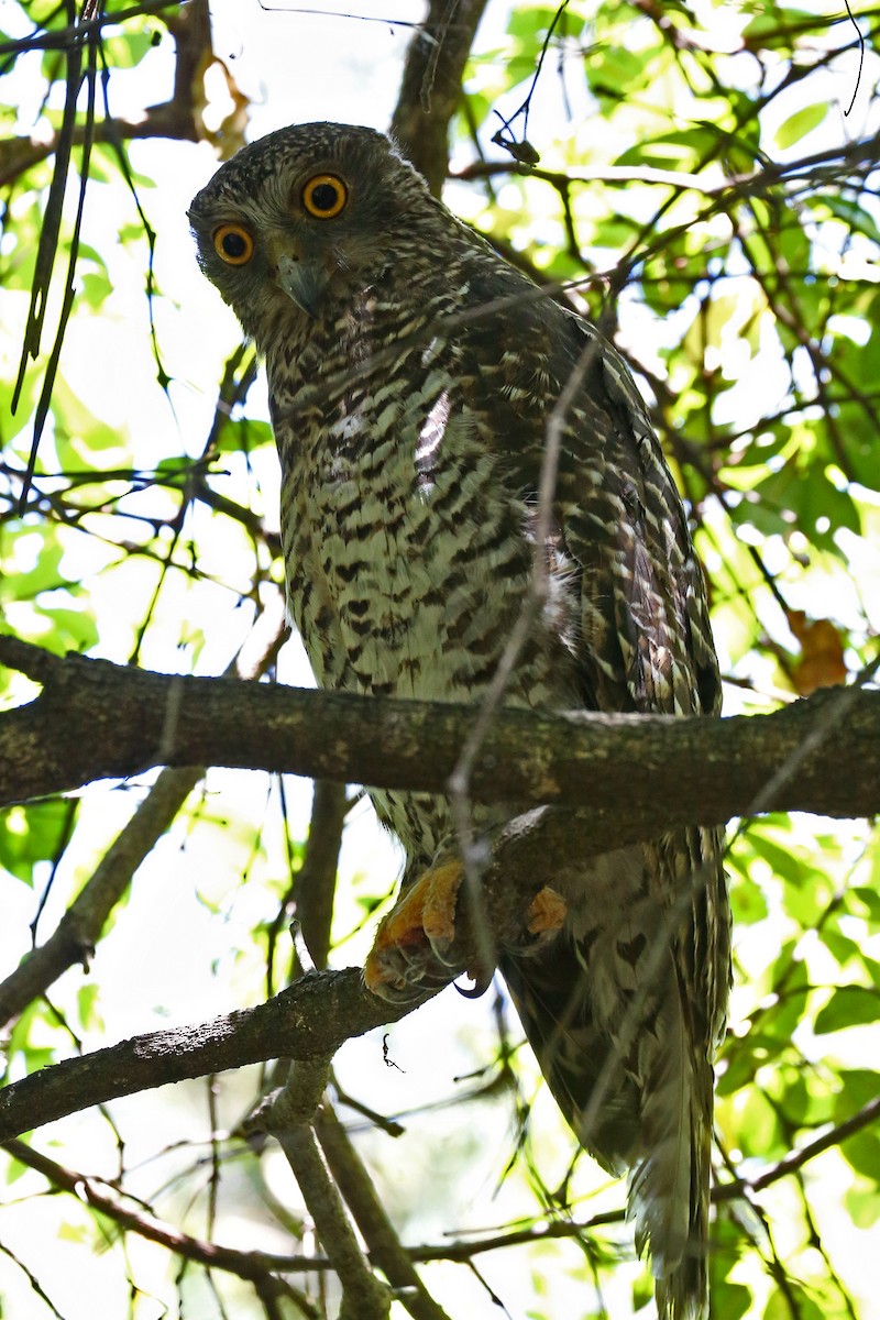 Powerful Owl - ML609959348