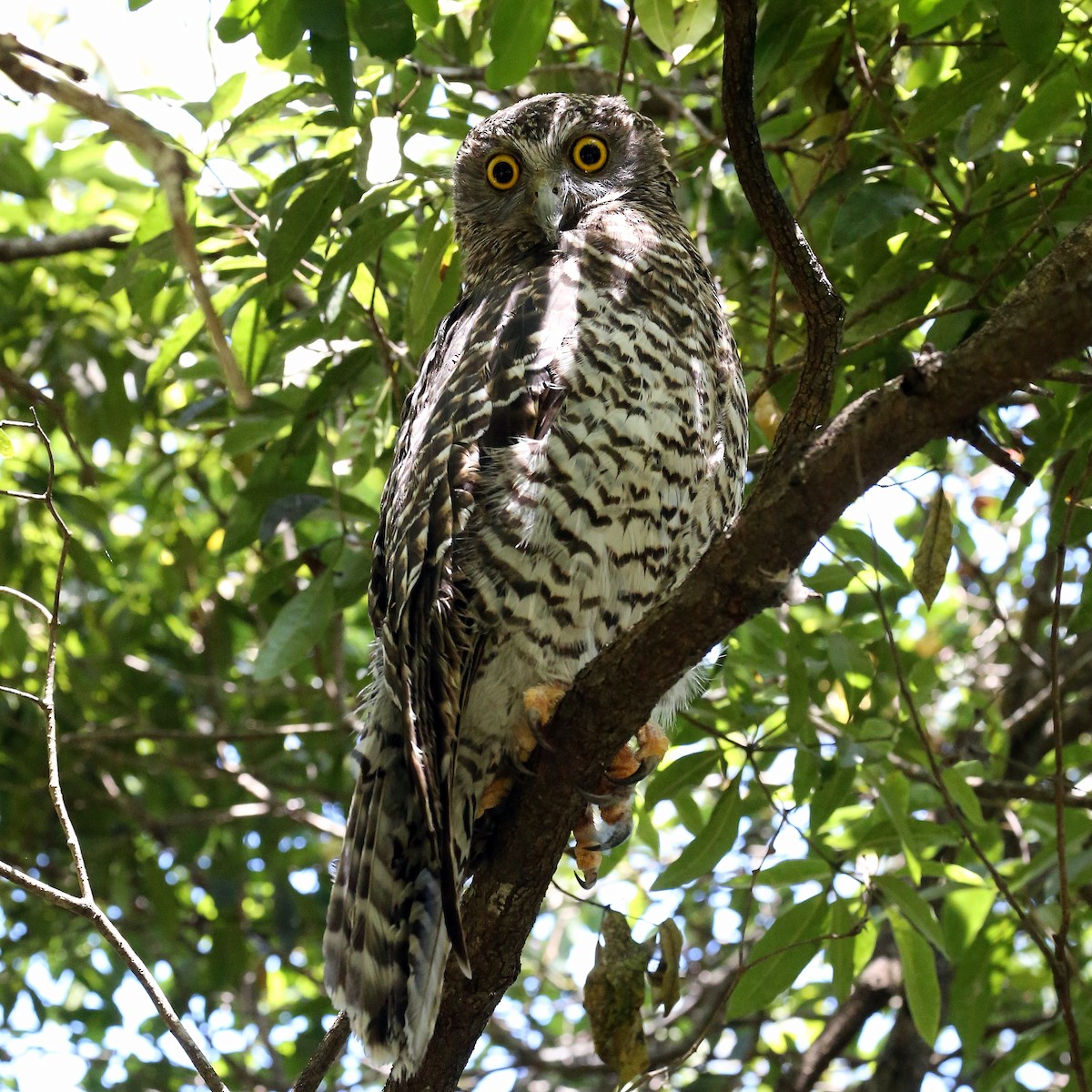 Powerful Owl - ML609959359