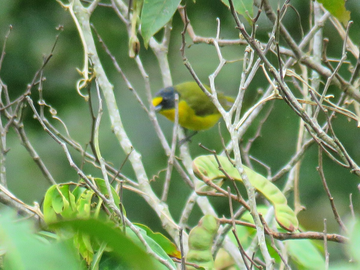 Yellow-throated Euphonia - ML609959364