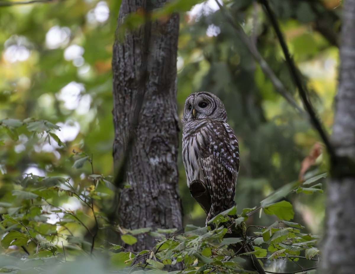 Barred Owl - ML609959368