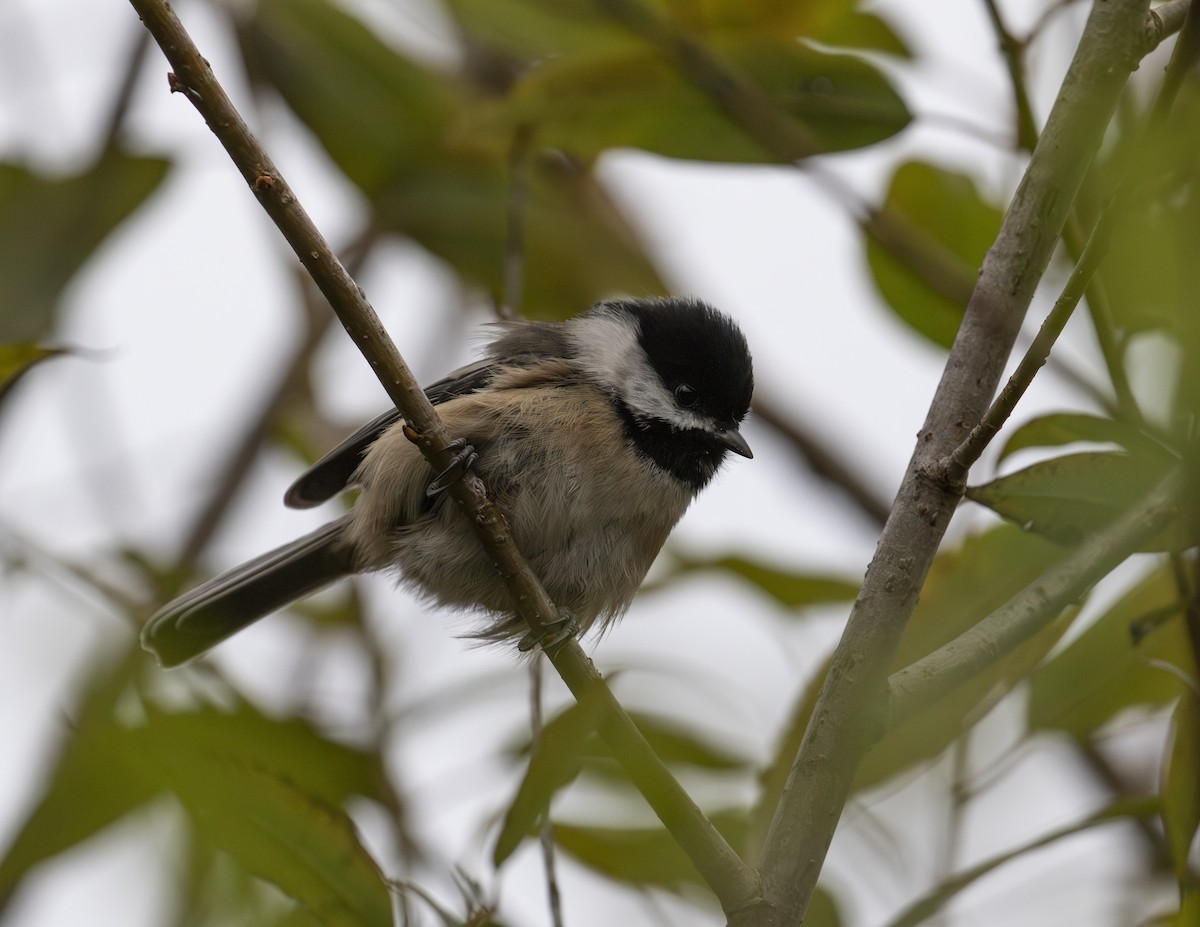 Black-capped Chickadee - ML609959370
