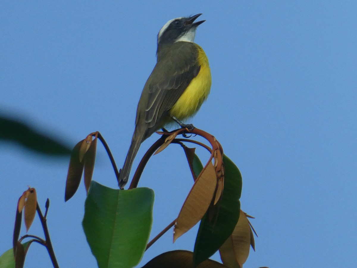 Social Flycatcher - ML609959373