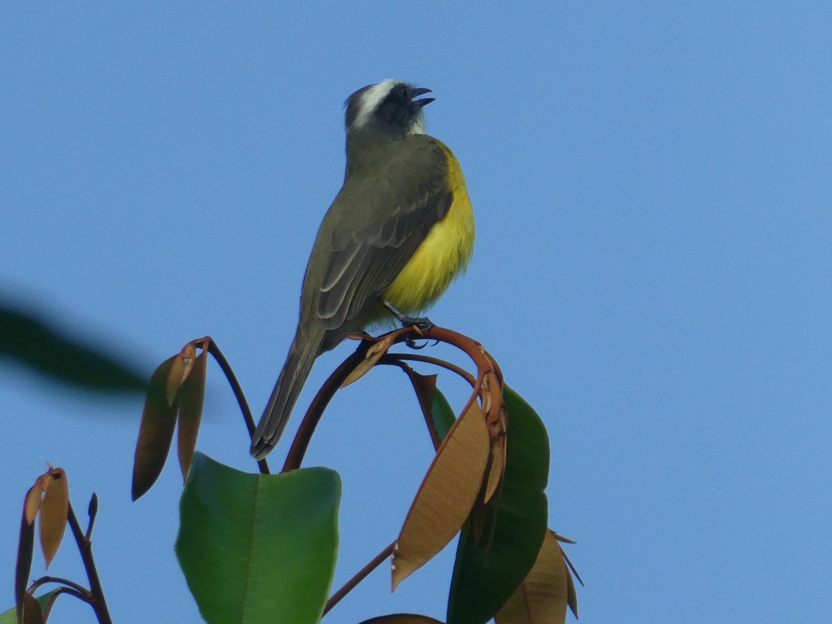 Social Flycatcher - ML609959375