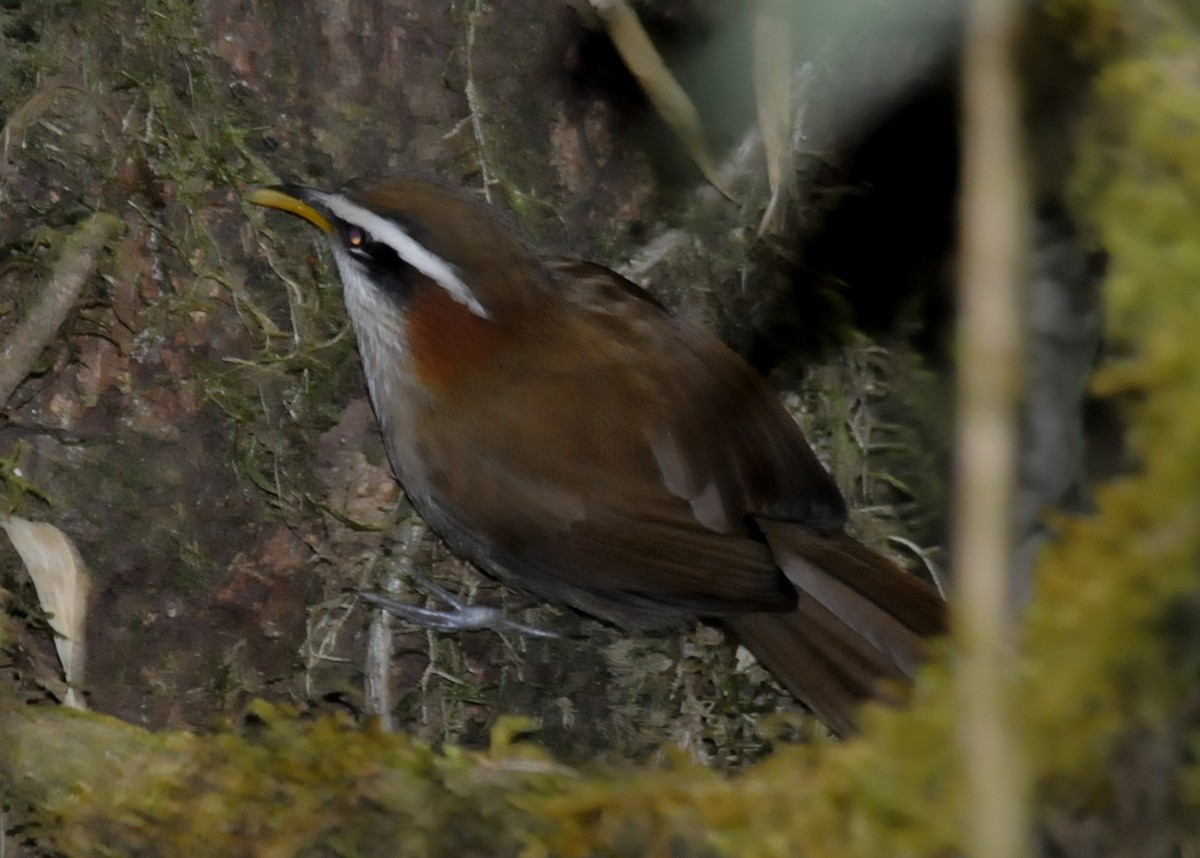 Streak-breasted Scimitar-Babbler - ML609959401