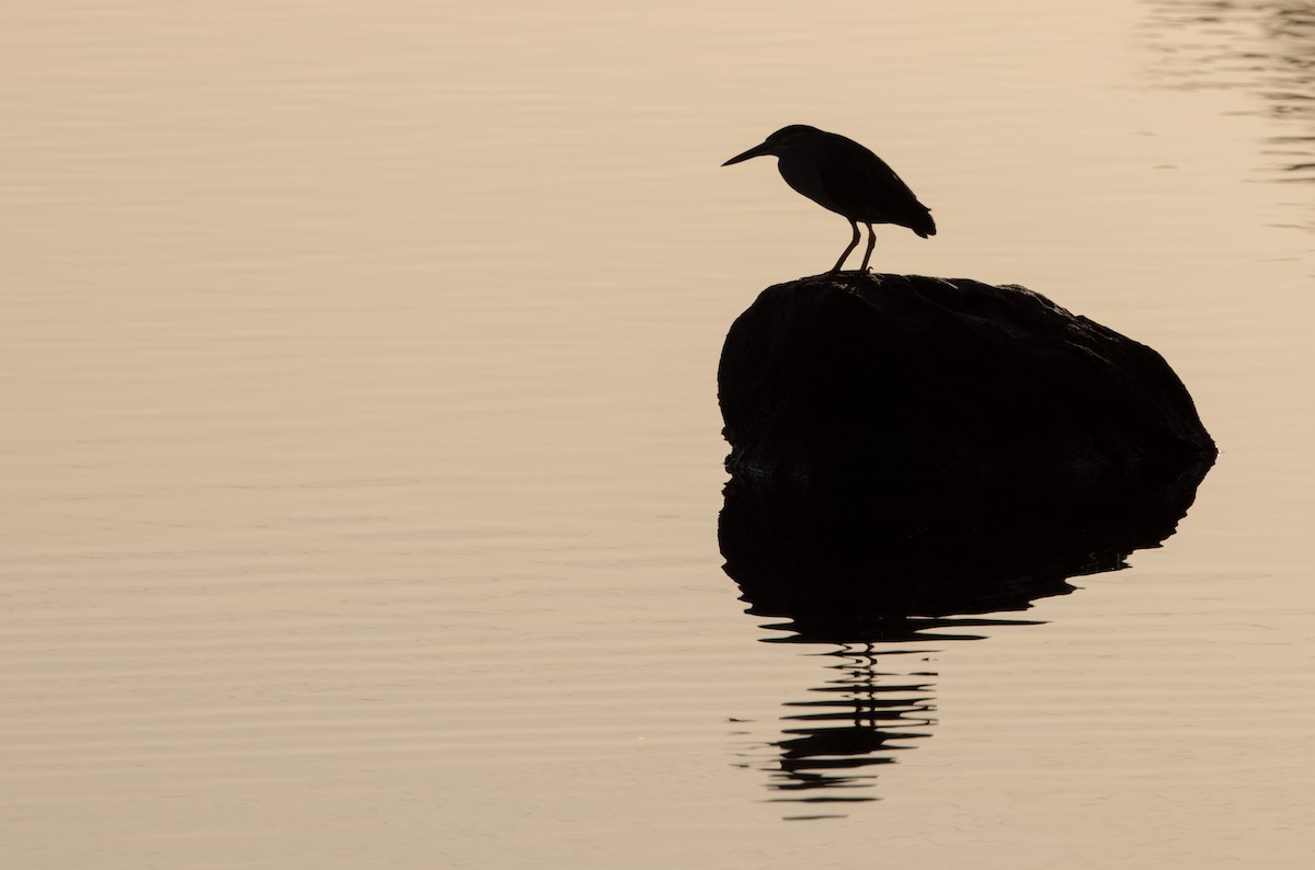 Striated Heron - ML609959402