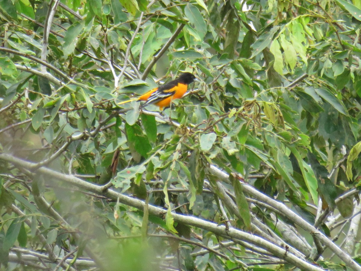 Baltimore Oriole - ML609959405