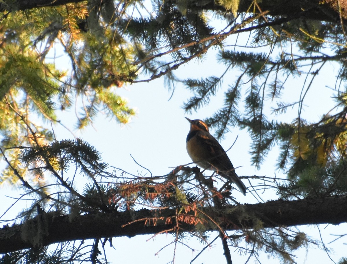 Varied Thrush - Skyler Freeman