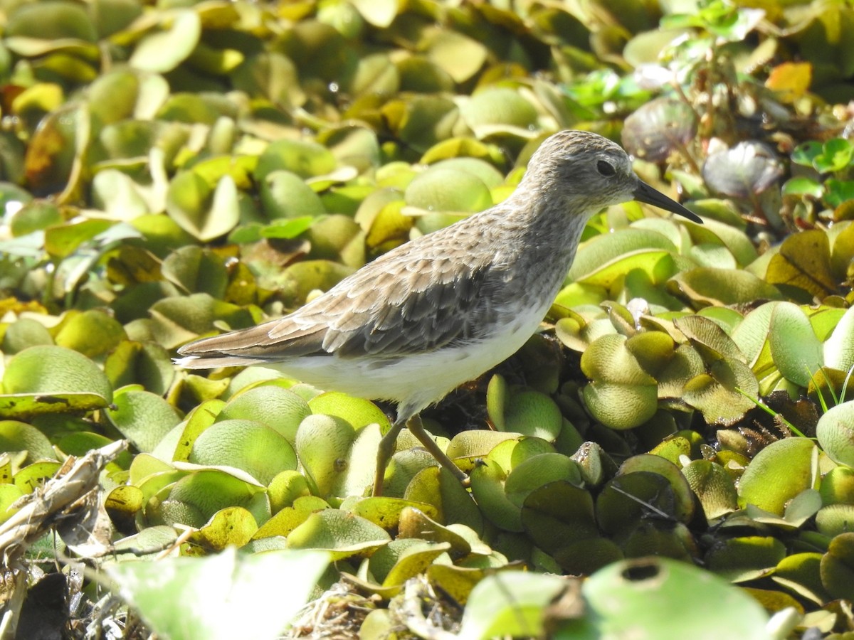 Least Sandpiper - ML609959539