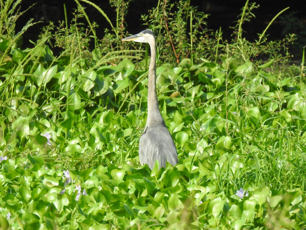 Great Blue Heron - ML609959547