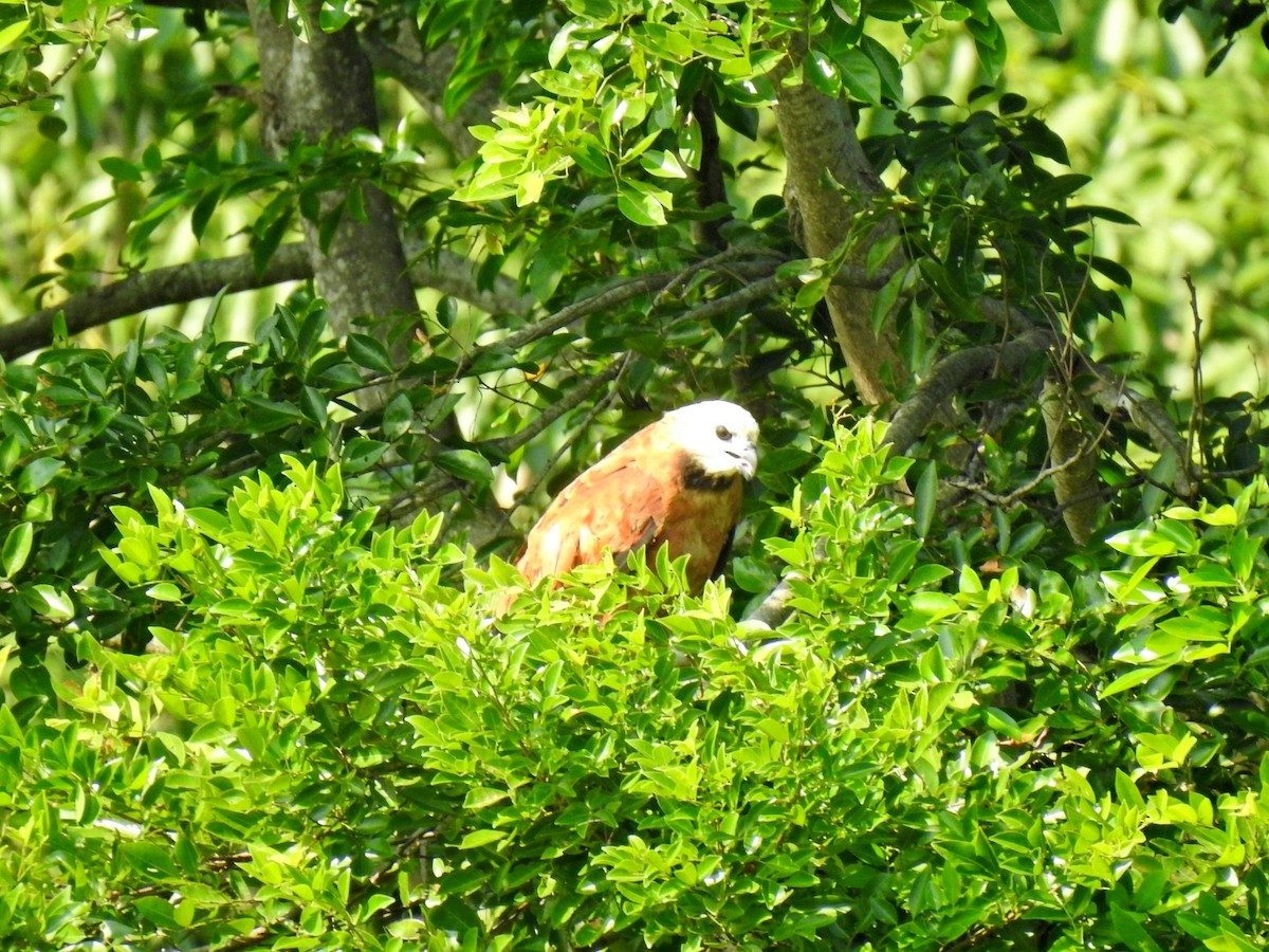 Black-collared Hawk - ML609959570