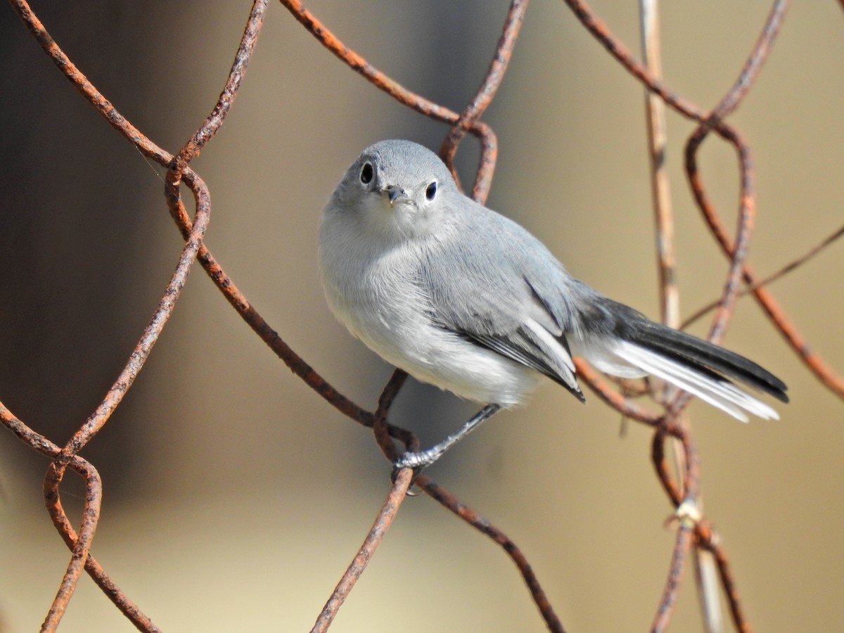 Blue-gray Gnatcatcher - ML609959579