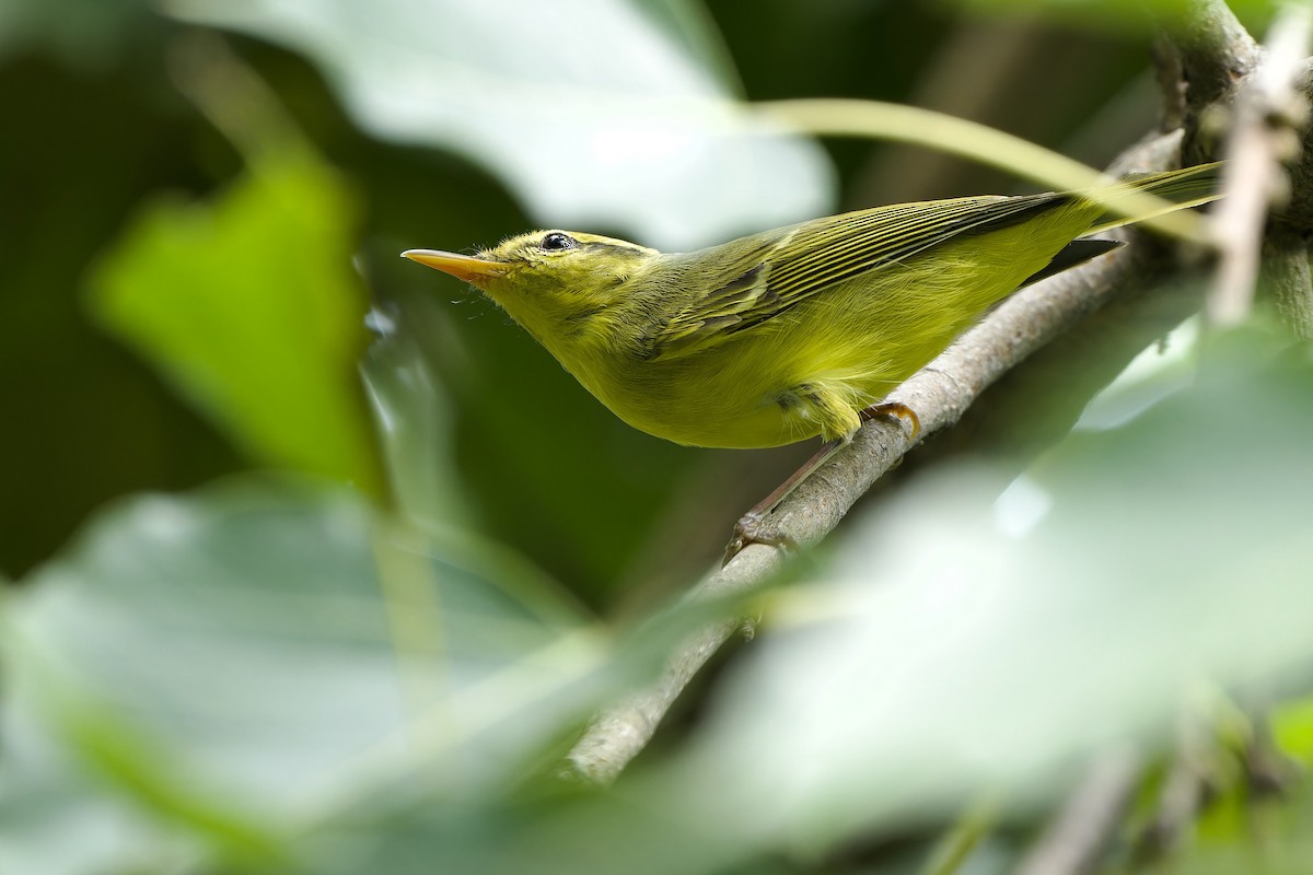 Sulphur-breasted Warbler - Sam Hambly