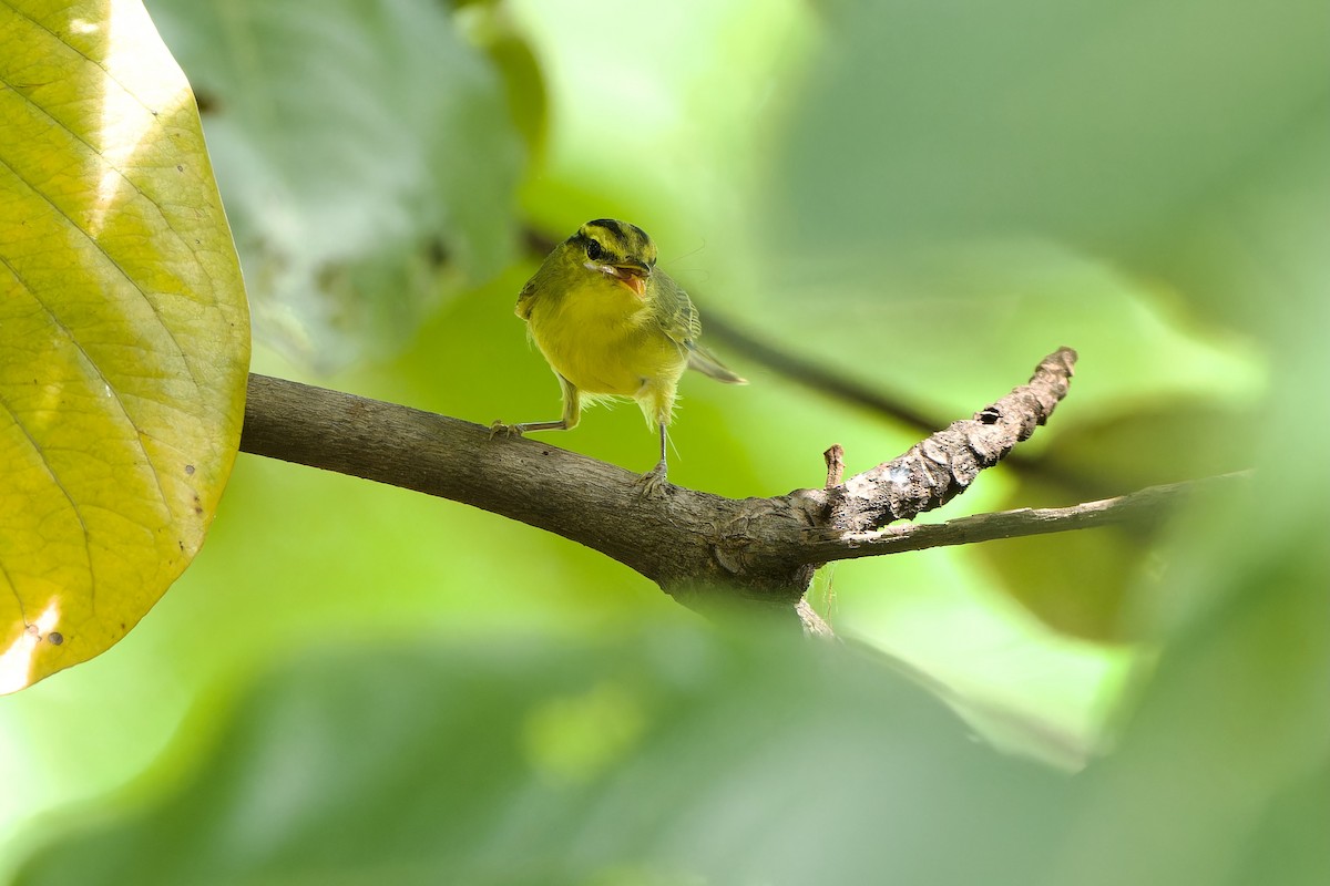 Sulphur-breasted Warbler - Sam Hambly