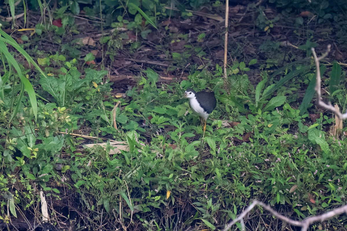 White-breasted Waterhen - ML609959718