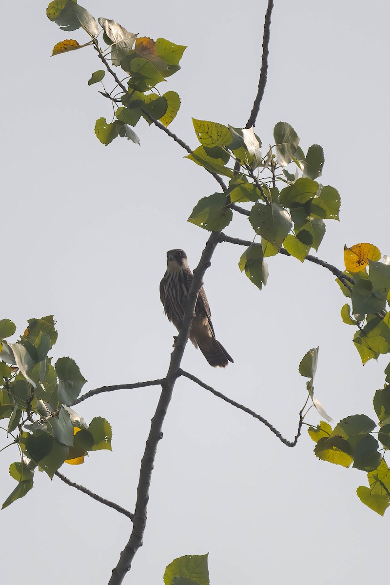 Eurasian Hobby - ML609959723