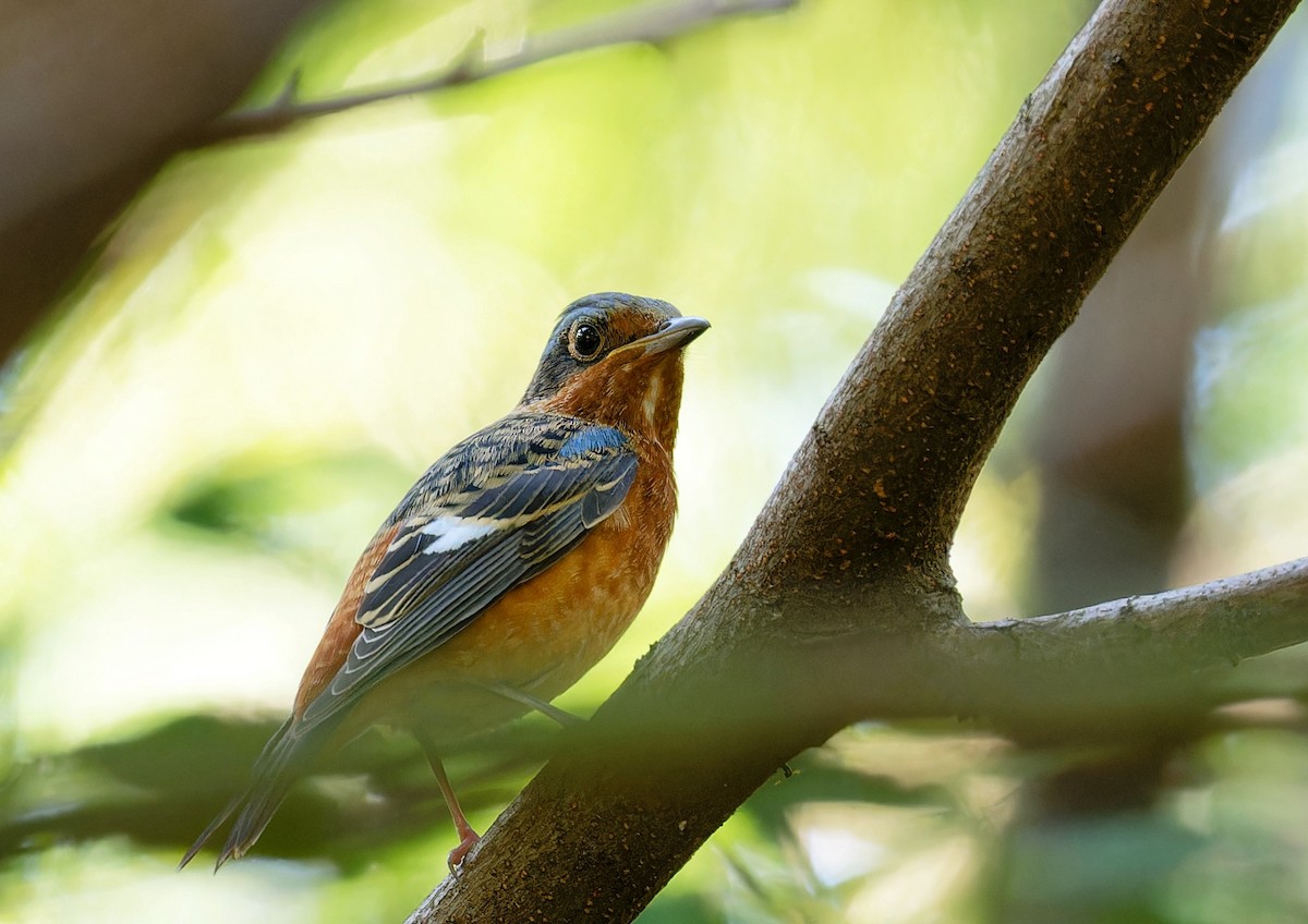 White-throated Rock-Thrush - ML609959758