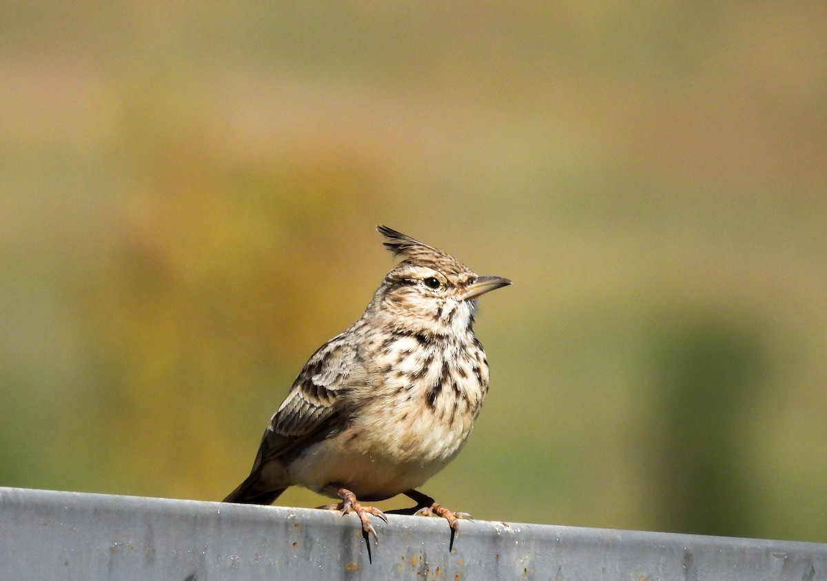 Crested Lark (Crested) - ML609959793