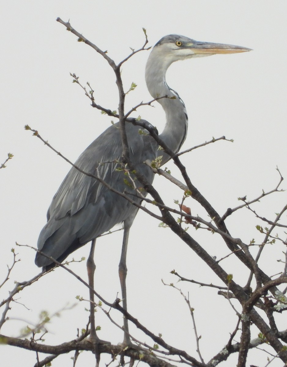 Gray Heron - ML609960106